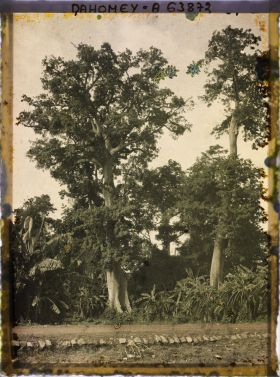 Image représentant Des kapokiers et  des bananiers