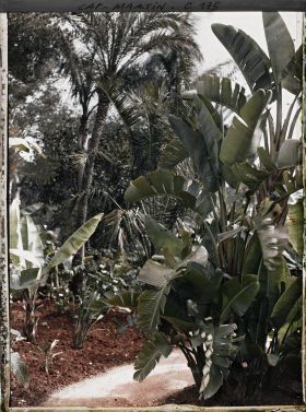 Image représentant Cap Martin (Bananiers) Le Jardin