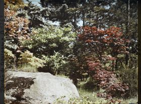 Image représentant Jeunes érables sur le versant arboré situé face à la maison ouest du " village japonais "