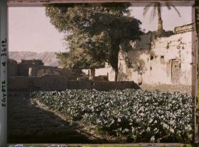 Image représentant Culture de choux et mimosa lebbek dans un jardin du village