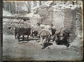 Image représentant Espagne, Près de Ségovie, Groupe de petits ânes à la Granja