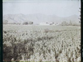 Image représentant Afghanistan,Meidan, Champs de fèves et de blé