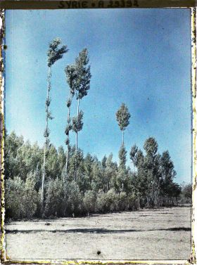 Image représentant Des peupliers