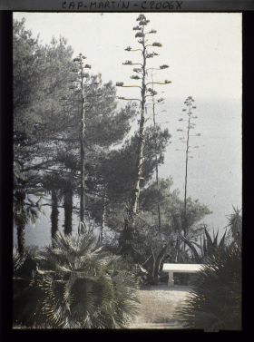 Image représentant Fleurs d'agaves, banc, pins et palmiers dominant la mer