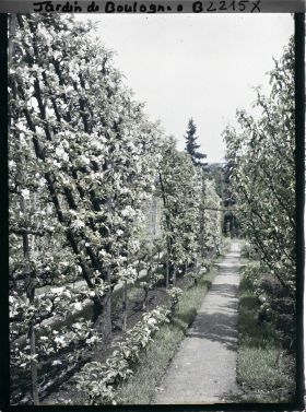 Image représentant Fruitiers palissés en fleurs et contre-allée menant à la forêt bleue, côté est du verger-roseraie