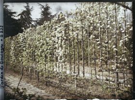 Image représentant Fruitiers palissés en fleurs au bord d'une allée menant vers le sud, au cœur du verger-roseraie
