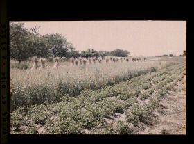 Image représentant Ile de France, Corneilles en Parisis , Pommes de terre, blé et Seigle