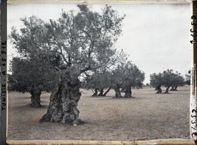 Image représentant Vieux oliviers dans une plantation (culture arabe)