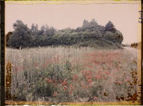 Image représentant Ile de France, Montsoult , Champ de poireaux Cultivés pour graines