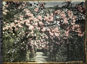 Image représentant Axe central du verger-roseraie vu vers le jardin anglais, non loin du rond-point côté jardin français