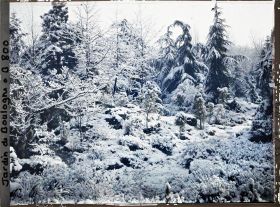 Image représentant Espace arboré du " sanctuaire japonais " sous la neige avec une allée menant au " village japonais "