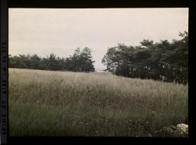 Image représentant Ile de France, Vallangoujard, Champ d'Avoine