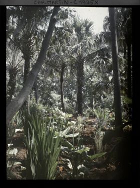 Image représentant Arums en fleurs dans un sous-bois de palmiers