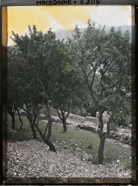 Image représentant Amandiers sur le sol calcaire de la vieille forteresse (à peu près la même vue)