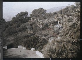 Image représentant Plantes exotiques du jardin vues au nord de la terrasse inférieure de la villa Kahn, dite villa Zamir