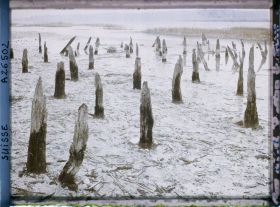 Image représentant Site palafittique préhistorique des Alpes, pieux en bois visibles lors de la baisse des eaux après la grande sécheresse de 1921