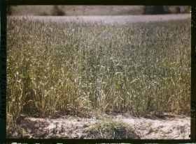 Image représentant France, Fontenay-Fleuri, Champ de Seigle (N° 2)