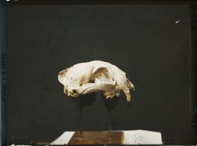 Image représentant Crâne de panthère vu de profil