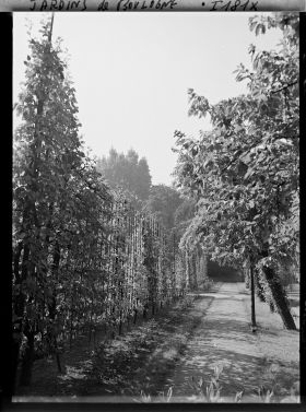 Image représentant Allée bordée de fruitiers palissés menant vers le sud, dans la partie ouest du verger-roseraie