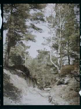 Image représentant France, Fontainebleau, Forêt de Fontainebleau