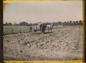Image représentant Seine et Marne, Guermantes, Recolte de Betteraves