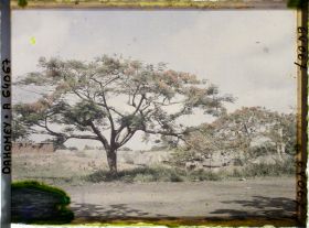 Image représentant Des flamboyants en fleurs le long d'une route