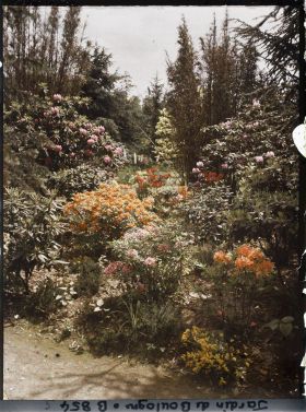 Image représentant Azalées et rhododendrons près du marais