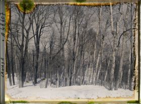 Image représentant Canada,Montréal, Ormes et Bouleaux au Mt Royal