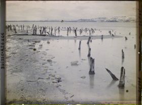 Image représentant Site palafittique préhistorique des Alpes, pieux en bois visibles lors de la baisse des eaux après la grande sécheresse de 1921