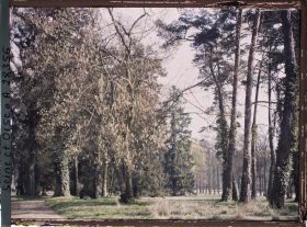 Image représentant France, Versailles, Petit Trianon : Sous bois