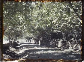 Image représentant Route bordée de noyers