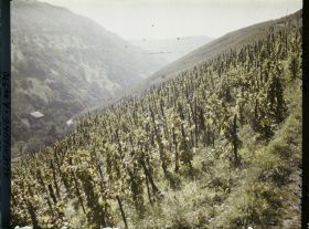Image représentant Allemagne, Oberwesel, Vignes