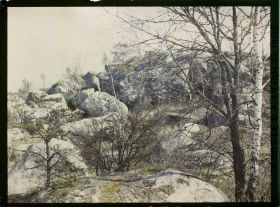 Image représentant Forêt