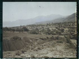 Image représentant Paysage d'oliviers