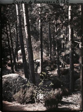 Image représentant Rochers et épicéas de la forêt vosgienne