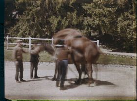 Image représentant Une saillie d'étalons pur sang