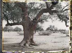 Image représentant Un vieux pistachier térébinthe