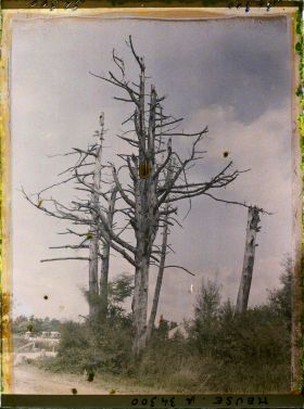 Image représentant France, Fresnes en Woëvre, Groupe d'Arbres morts