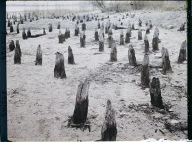 Image représentant Site palafittique préhistorique des Alpes, pieux en bois visibles lors de la baisse des eaux après la grande sécheresse de 1921