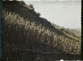 Image représentant Allemagne, Oberwesel, Effet de lumière sur vignes
