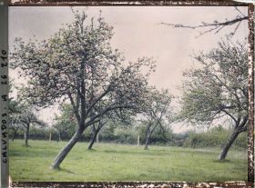 Image représentant La pommeraie