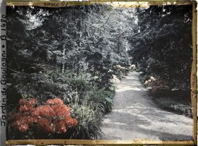 Image représentant Une allée dans la forêt bleue