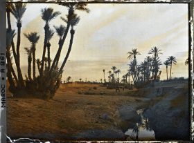 Image représentant La palmeraie