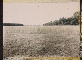 Image représentant Ile de France, Vallangoujard, Champ de blé