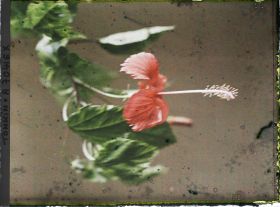 Image représentant Une fleur et des feuilles d'ibiscus