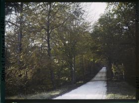 Image représentant Forêt