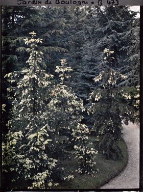 Image représentant Pointes jaunes des épicéas de la forêt dorée