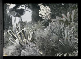 Image représentant Yucca et lavandes en fleurs, agave, cycas et autres plantes au bord d'une allée, vers l'ouest, vue prise à 10 h