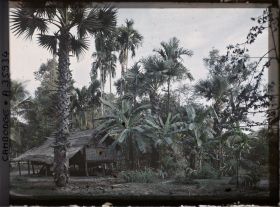 Image représentant Une maison sur pilotis, environnée de palmiers à sucre et de bananiers
