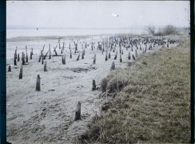 Image représentant Site palafittique préhistorique des Alpes, pieux en bois visibles lors de la baisse des eaux après la grande sécheresse de 1921